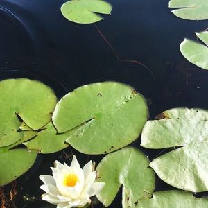 Meet your Posher, Susan